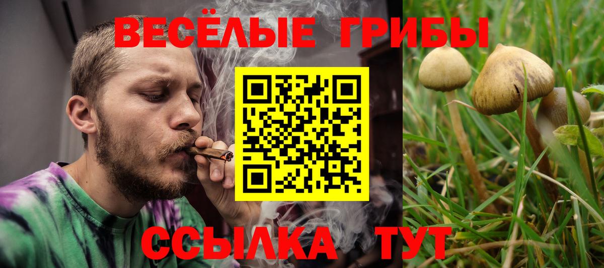 Галлюциногенные грибы Psilocybe  где продают   Ялуторовск 